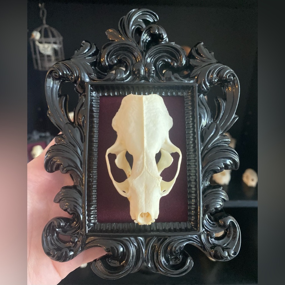 Ornate Black Frame with Real Mink Skull